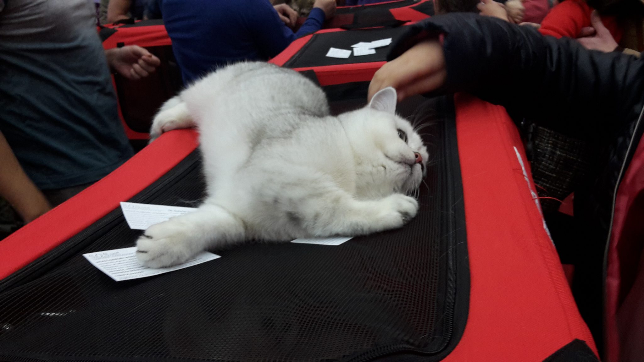 Începe Bucharest Pet Exhibition